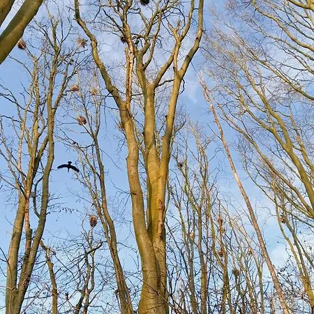 Blaue Sonne Devin *